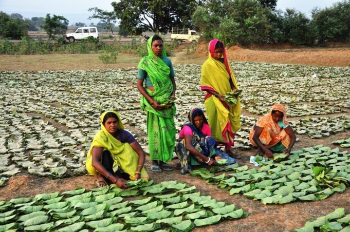 Chhattisgarh news: तेंदूपत्ता संग्रहण 600 करोड़ के पार, संग्राहकों में बिखरी खुशियां अपार…